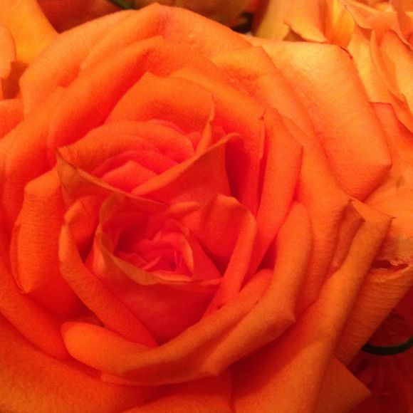 Meet your Posher, Lucile - Picture 1 of 1